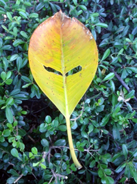 La hoja y el niño